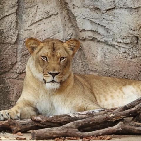 Lion